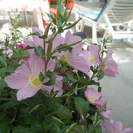 Pansion Giorgos&rania *